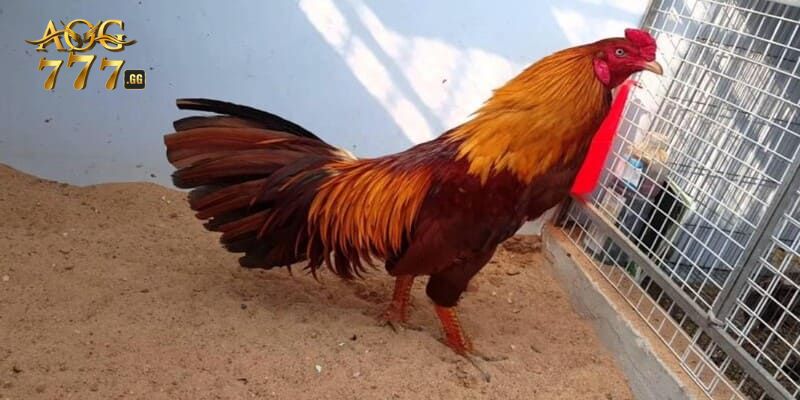 Đá gà xanh trích mang đến những trải nghiệm tuyệt vời