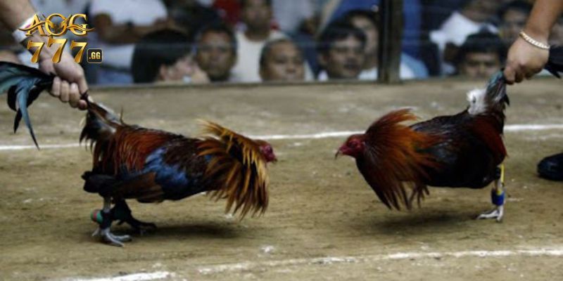 Bí kíp chơi đá gà thắng lớn
