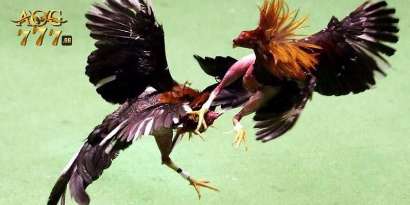Các dòng gà cựa tròn phổ biến hiện nay