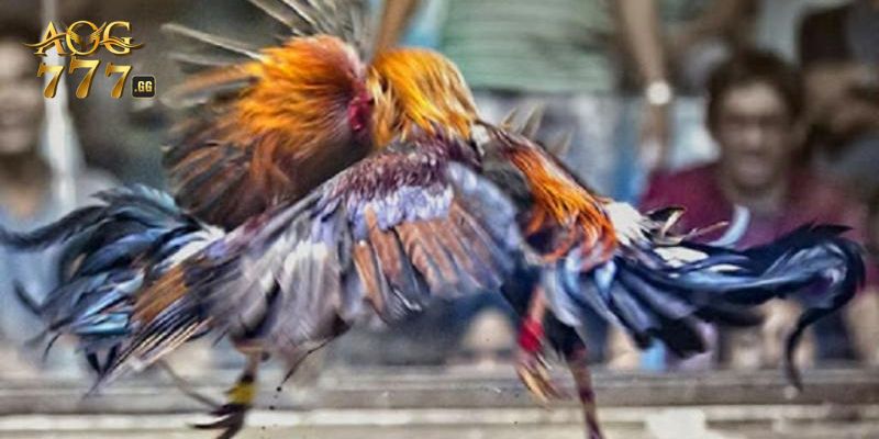 Xem màu mạng gà với nhiều lợi ích không tưởng